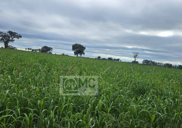 Vende-se, Chácara / Sítios, Fazenda no Rural em Uberaba